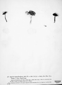 Candolleomyces candolleanus image